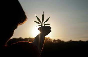Jemand hält ein Blatt der Cannabis-Pflanze in die untergehende Sonne in der Natur.